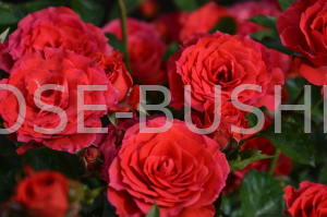 ��������. Mirabel. (�����)